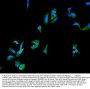 Anti-Integrin alpha 5/ITGA5 Antibody Picoband®