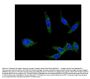 Anti-Integrin alpha 5/ITGA5 Antibody Picoband®