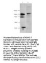 Anti-HDAC-7 (N-terminus) Antibody