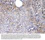 Anti-Protein C inhibitor/SERPINA5 Antibody Picoband®