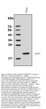 Anti-KGF/FGF7 Antibody Picoband®