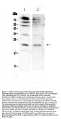 Anti-KGF/Fgf7 Antibody Picoband®