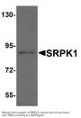 Anti-SRSF protein kinase 1 SRPK1 Antibody
