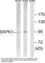 Anti-SRSF protein kinase 1 SRPK1 Antibody