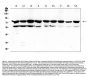 Anti-PKC beta 1/PRKCB Antibody Picoband®