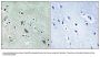 Anti-HtrA2/Omi Antibody