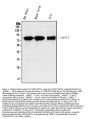 Anti-TORC1/CRTC1 Antibody Picoband®