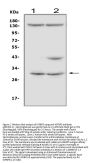 Anti-IGFBP5 Antibody Picoband®
