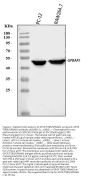 Anti-GPCR TGR5/GPBAR1 Antibody Picoband®