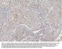 Anti-SFRP1 Antibody Picoband®