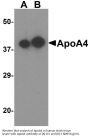 Anti-Apolipoprotein A-IV ApoA4 Antibody