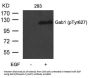 Anti-Gab1(Phospho-Tyr627) Antibody