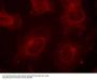 Anti-Gab1(Phospho-Tyr627) Antibody