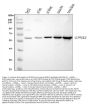 Anti-EPHX2 Antibody Picoband®
