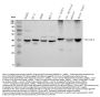 Anti-ACAT1 Antibody Picoband®