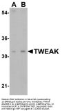 Anti-TWEAK TNFSF12 Antibody
