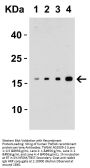 Anti-TWEAK TNFSF12 Antibody
