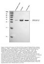 Anti-TWEAK/Tnfsf12 Antibody Picoband®