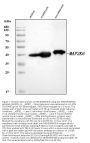 Anti-MKK6/MAP2K6 Antibody Picoband®