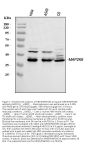 Anti-MEK6/MAP2K6 Antibody Picoband®