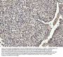 Anti-NUMA/NUMA1 Antibody Picoband®