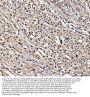 Anti-NUMA/NUMA1 Antibody Picoband®