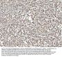 Anti-NUMA/NUMA1 Antibody Picoband®