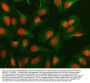 Anti-NUMA/NUMA1 Antibody Picoband®