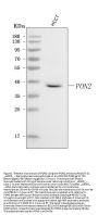 Anti-PON2 Antibody Picoband®