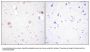 Anti-PLD1/Phospholipase D1 Antibody