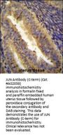 Anti-JUN Antibody (C-term)