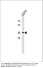 Anti-JUN Antibody (C-term)