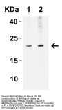Anti-IFN-beta IFNB1 Antibody