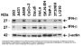 Anti-IFN-beta IFNB1 Antibody