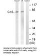Anti-C1S/Complement Component C1S Antibody