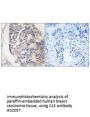 Anti-C1S/Complement Component C1S Antibody