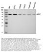 Anti-ARAF Antibody PicobandÂ®