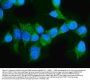 Anti-ARAF Antibody PicobandÂ®