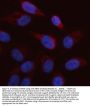 Anti-ARAF Antibody PicobandÂ®