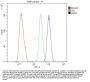 Anti-ARAF Antibody PicobandÂ®