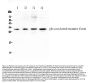 Anti-IL17F Antibody Picoband®