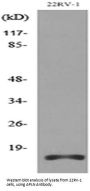 Anti-Apelin APLN Antibody