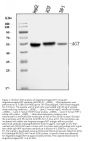 Anti-Angiotensinogen/AGT Antibody Picoband®