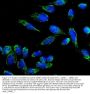 Anti-beta 3 Adrenergic Receptor/ADRB3 Antibody PicobandÂ®