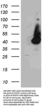 Anti-HPR Rabbit Polyclonal Antibody