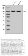 Anti-PSD95/DLG4 Antibody Picoband®