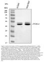 Anti-PDK4 Antibody Picoband®