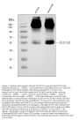 Anti-EAAT1/SLC1A3 Antibody Picoband®