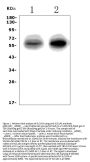 Anti-EAAT1/SLC1A3 Picoband® Antibody