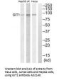 Anti-GIT1 Antibody